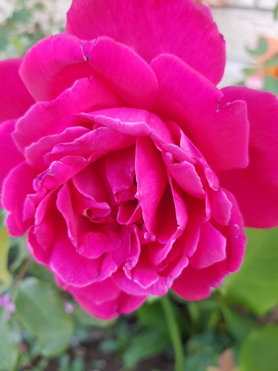 Антонина Рязанцева художник