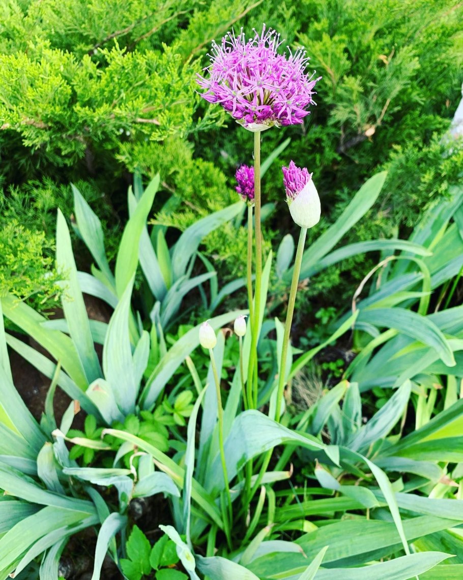 Лук суворова анзур