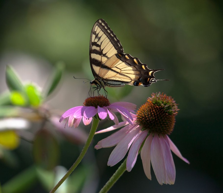 Макро насекомые