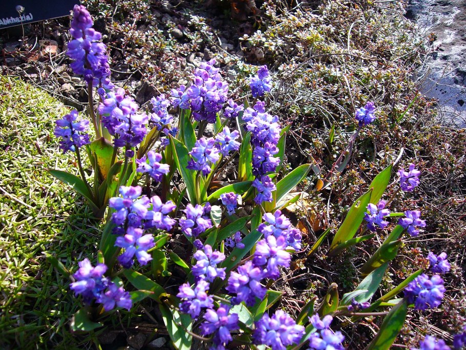 Примула Палласа