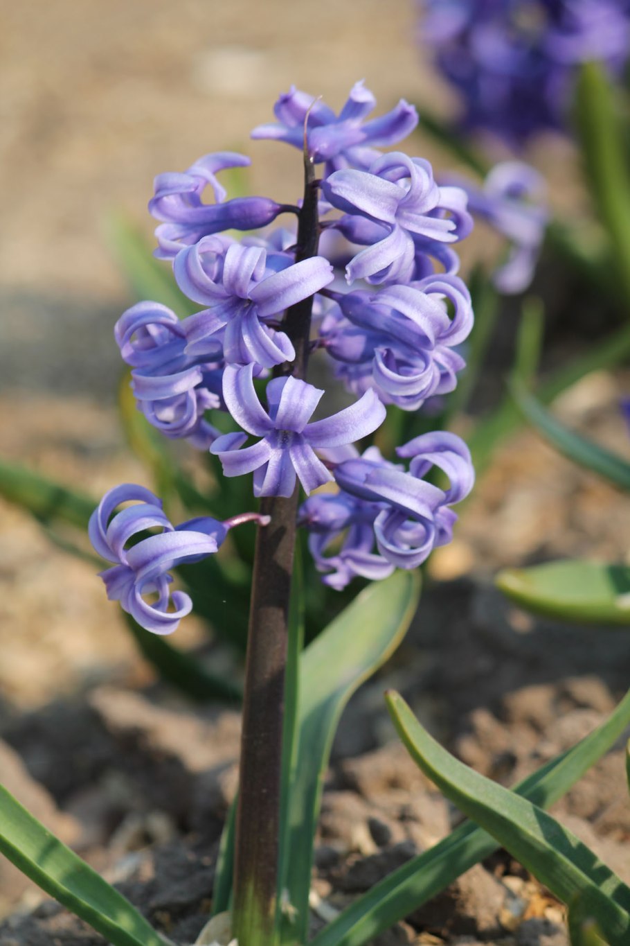 Нива мускари