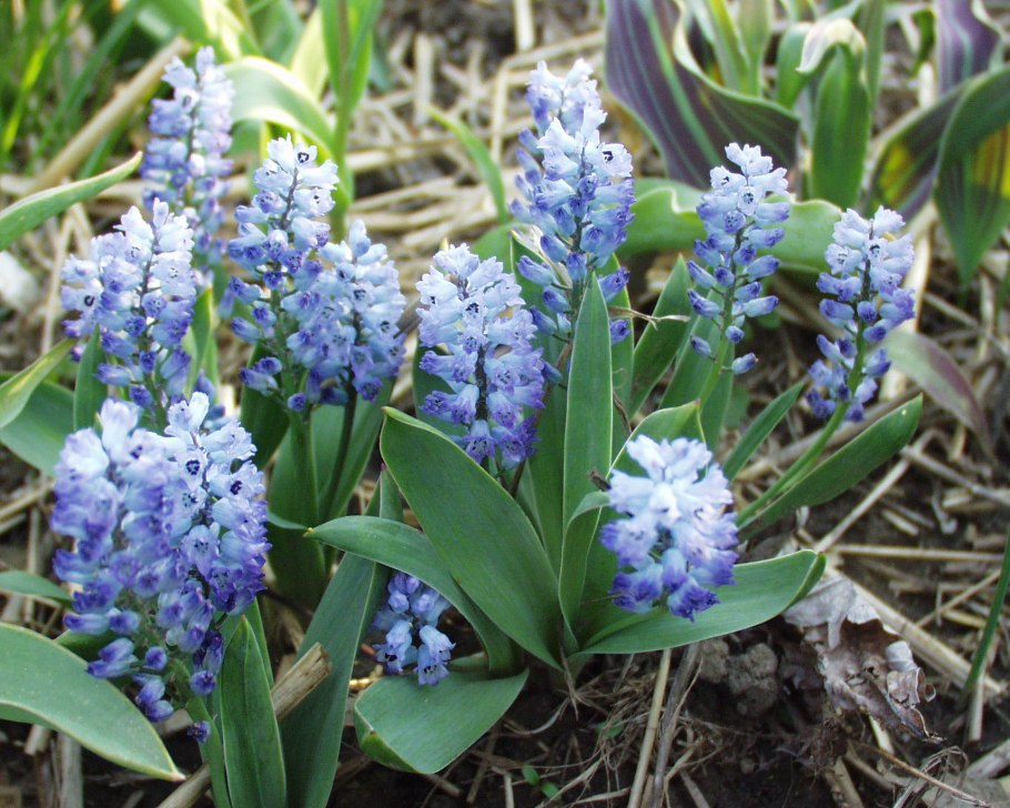 Гиацинт Степной