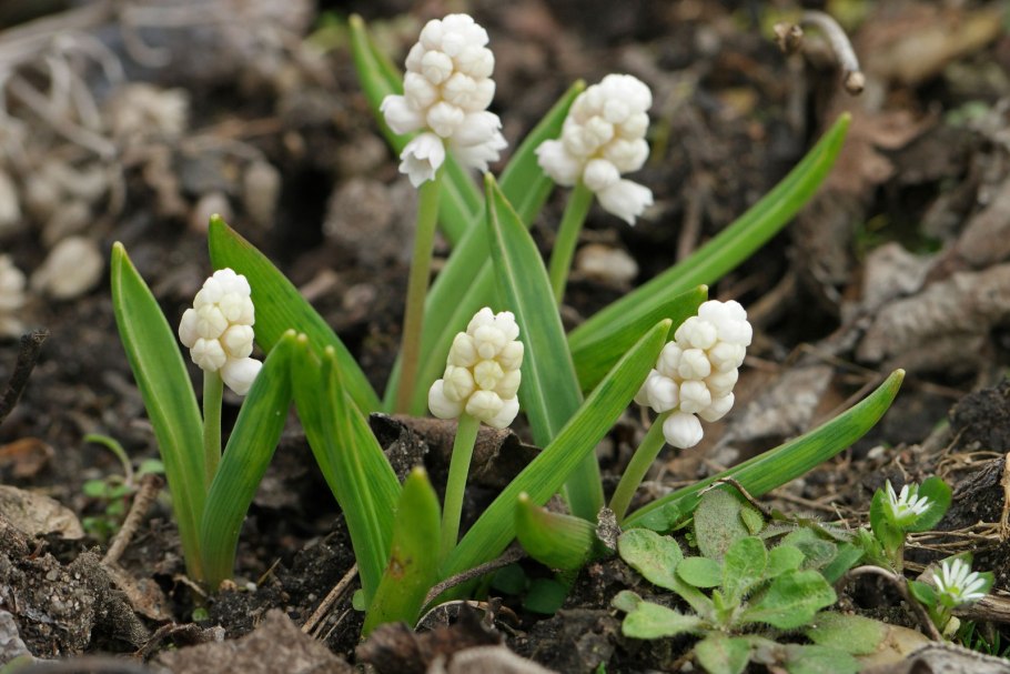 Гиацинтик беловатый