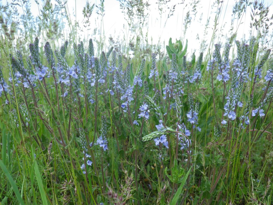 Гиацинтик Палласа фото