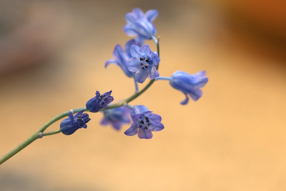 Гиацинт Литвинова