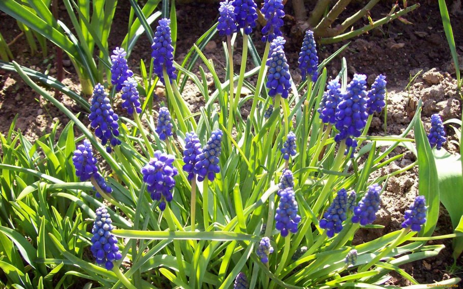 Muscari armeniacum