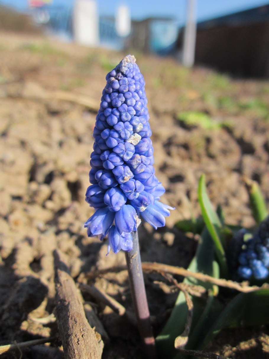Бельвалия Липского