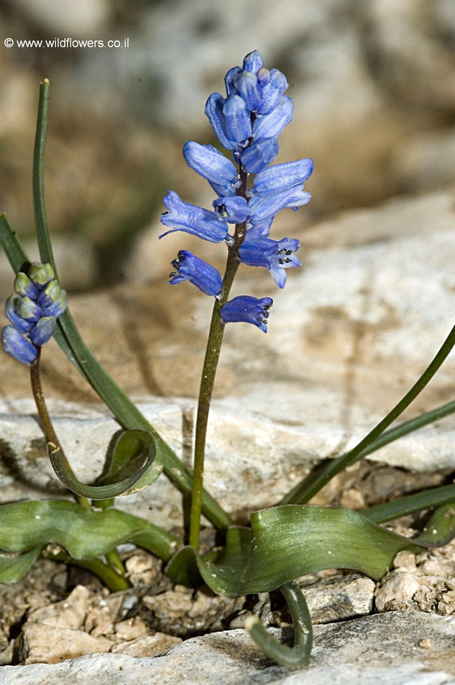 Гиацинтелла Лазоревая
