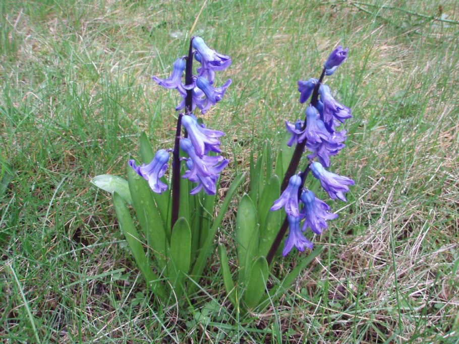 Гиацинтик белый