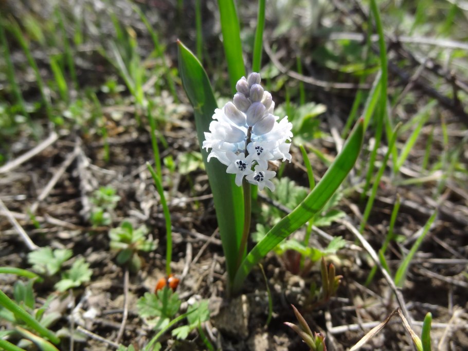 Гиацинтик беловатый красная книга