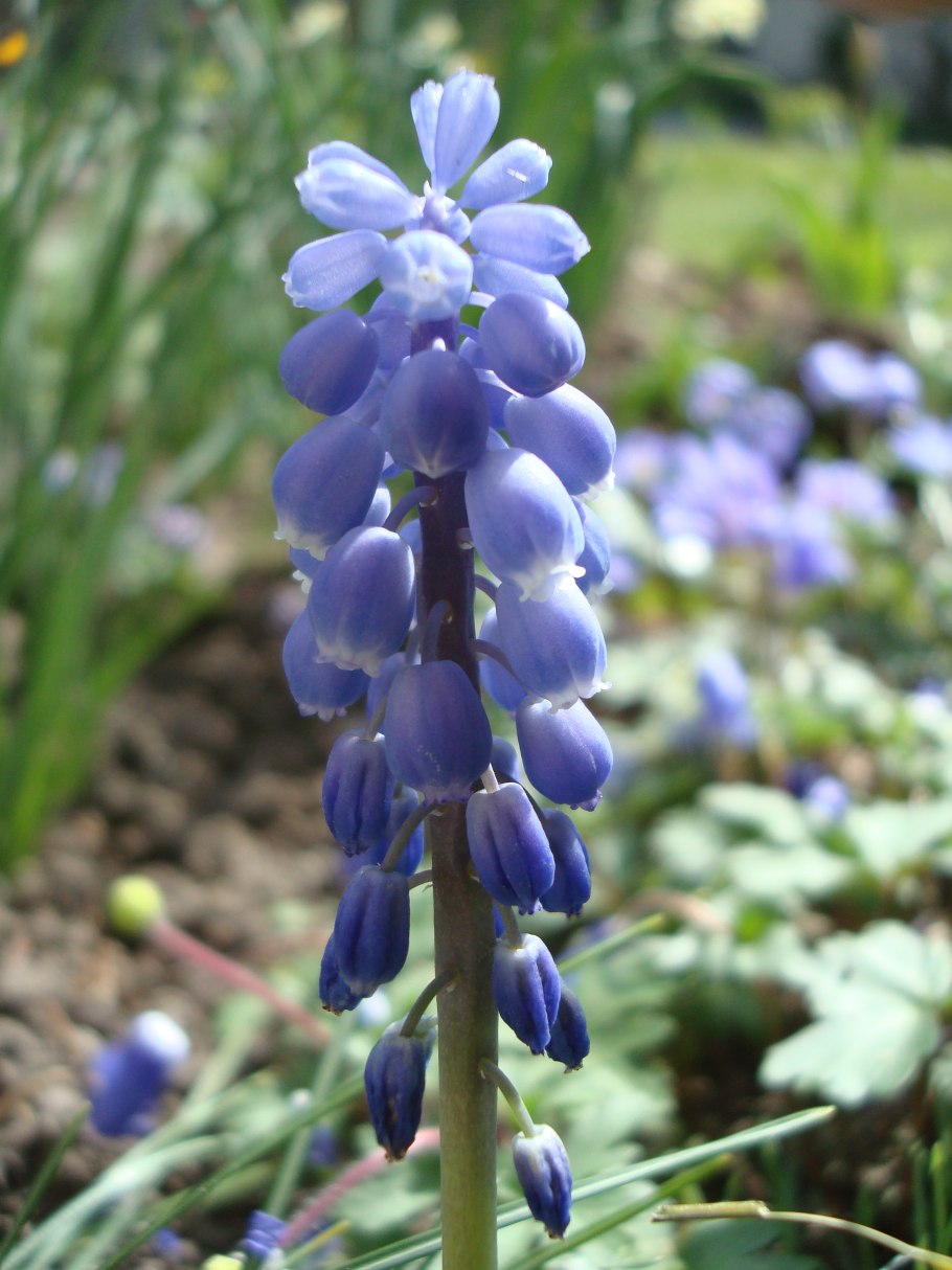 Гиацинтелла Палласа