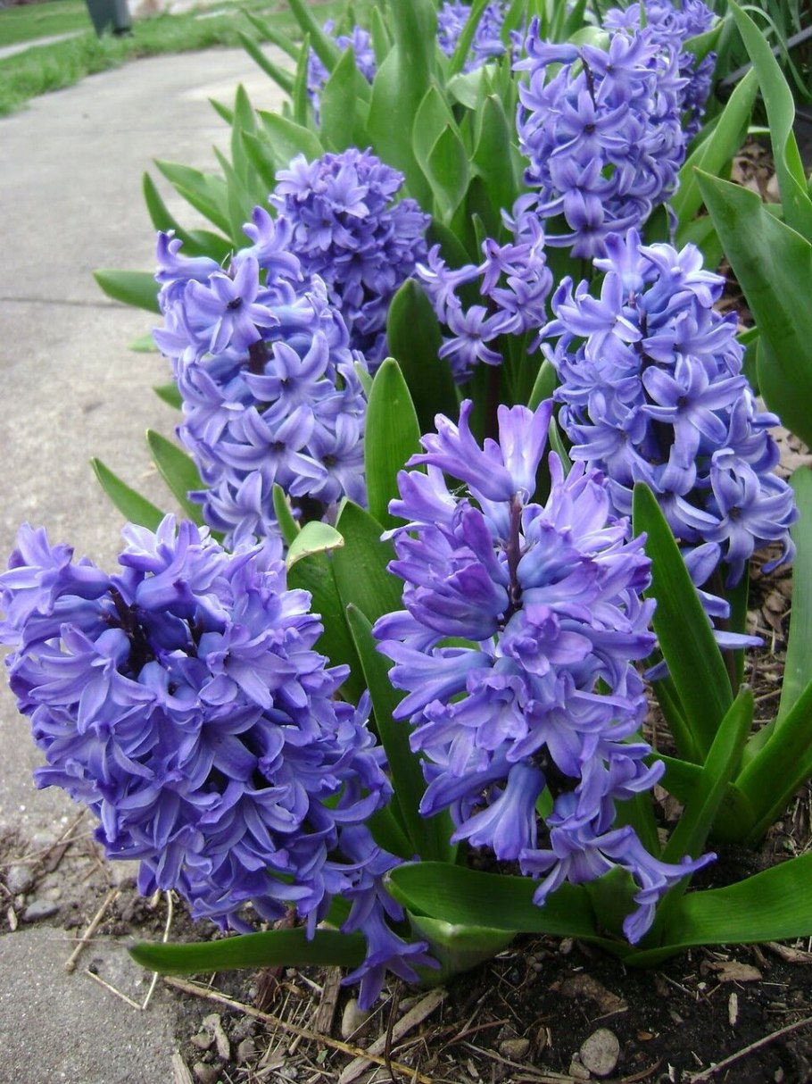 Гиацинтелла фото