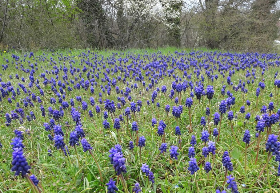 Hyacinthella transcaspica
