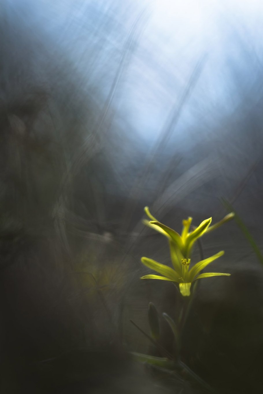 Гиацинтелла Литвинова