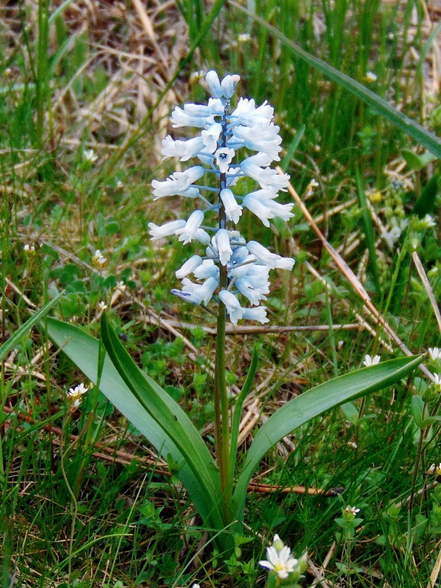 Гиацинтелла Лазоревая