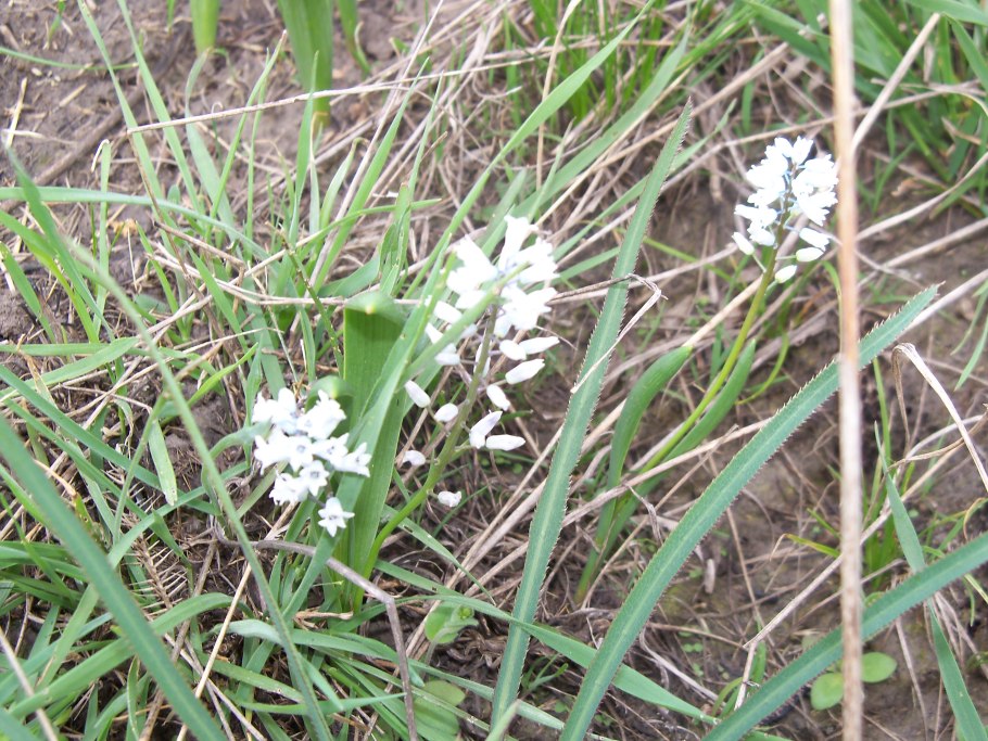 Мускари Лазурный