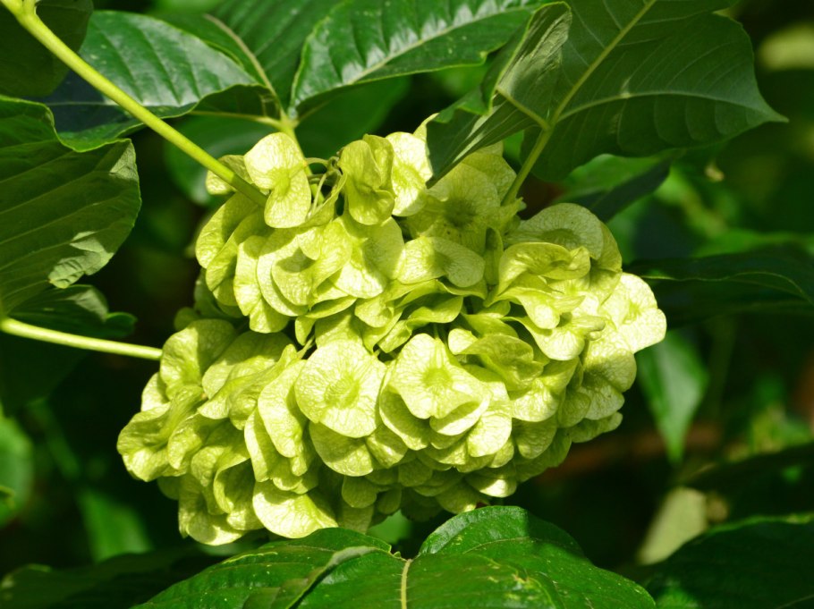 Клекачка Колхидская размножение