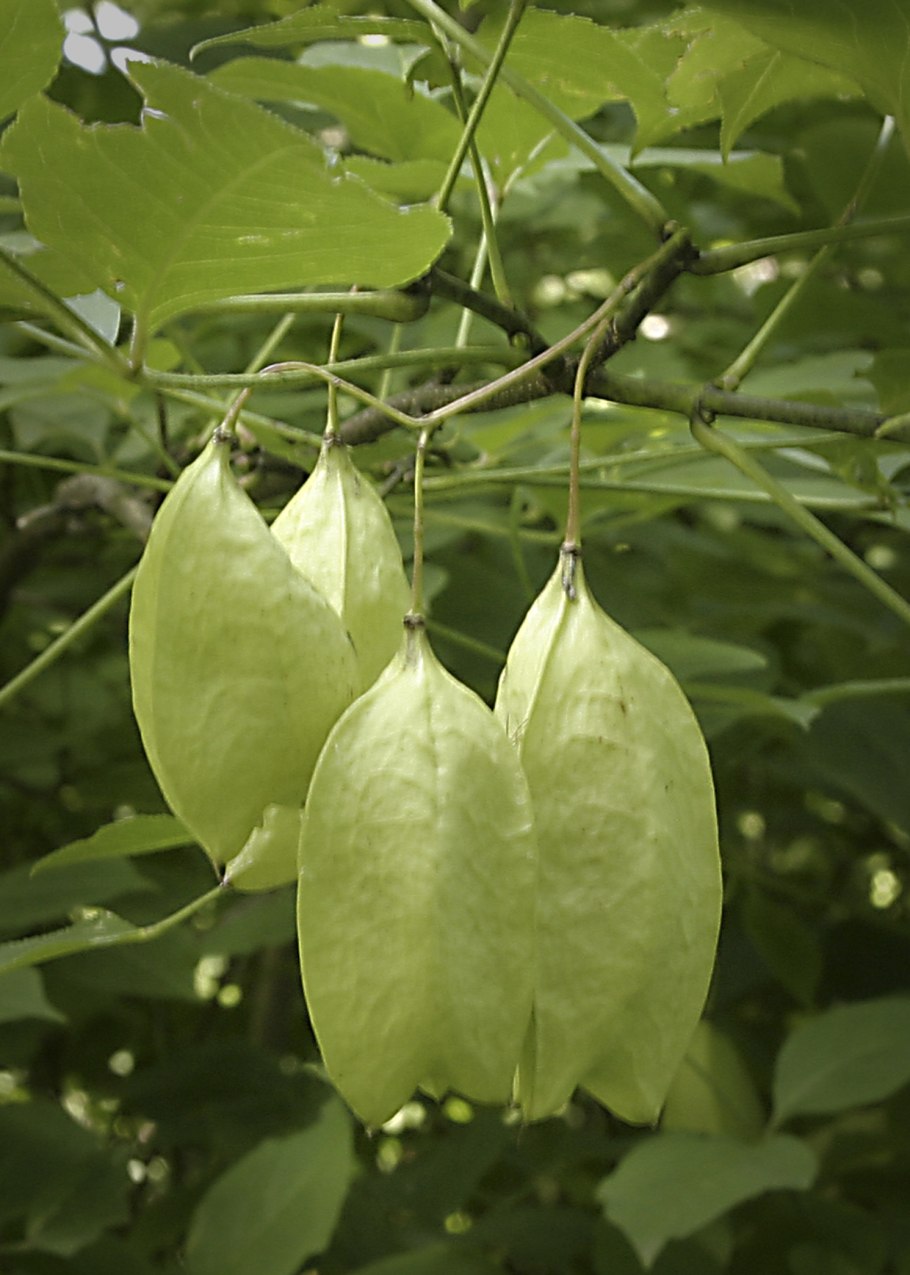 Клекачка перистая Staphylea pinnata