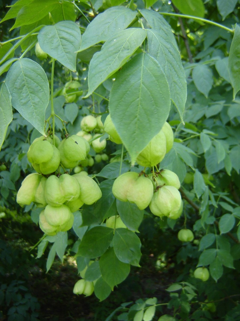 Клекачка трехлистная Staphylea trifolia