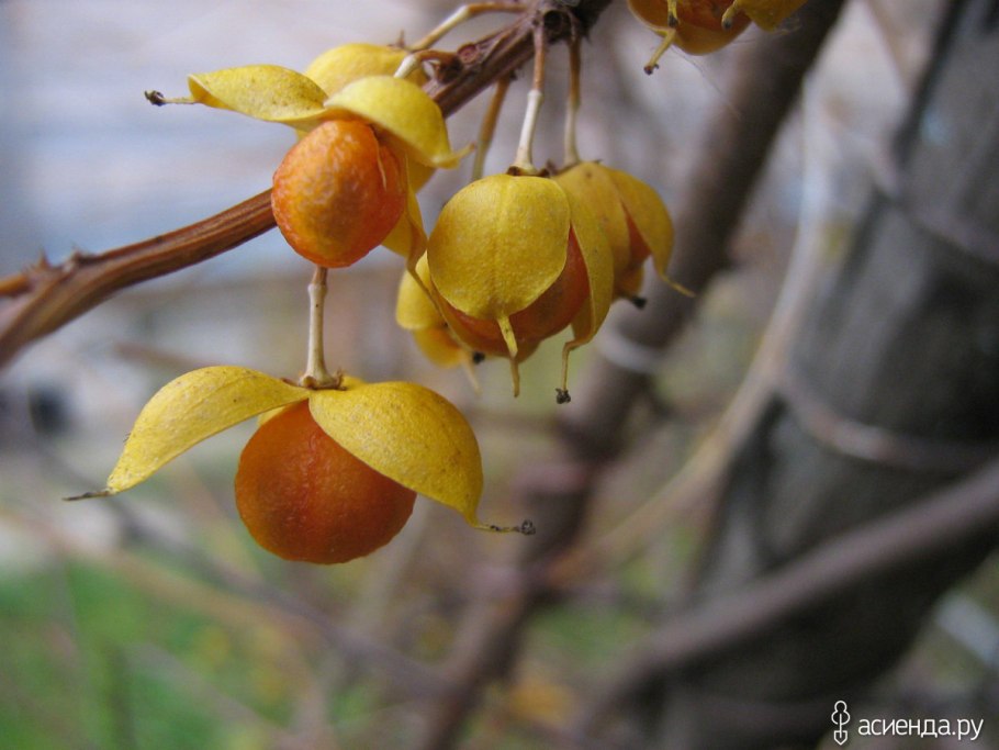 Клекачка перистая