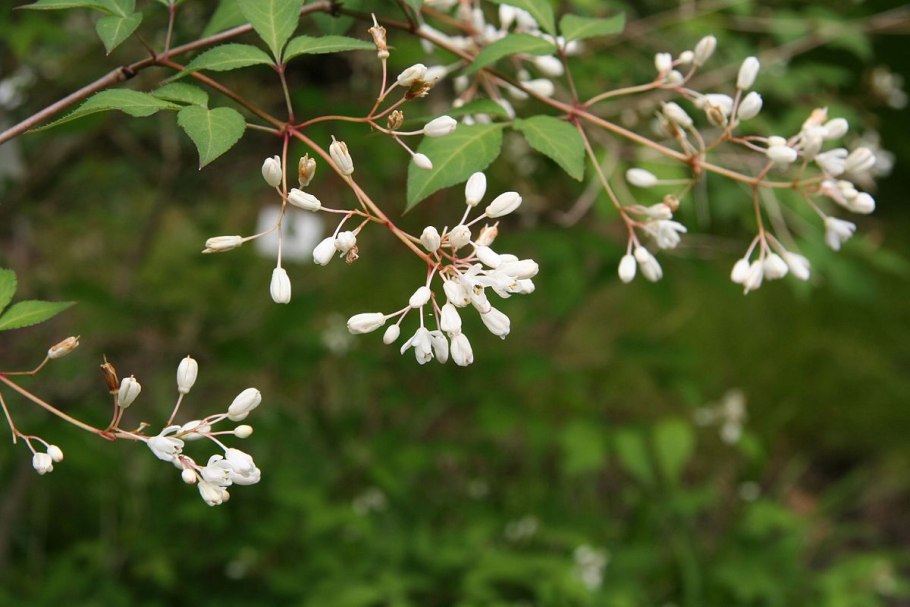 Клекачка Колхидская растение