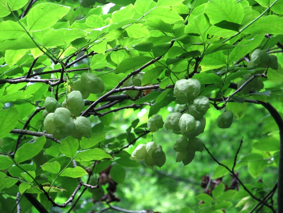 Staphylea pinnata дерево