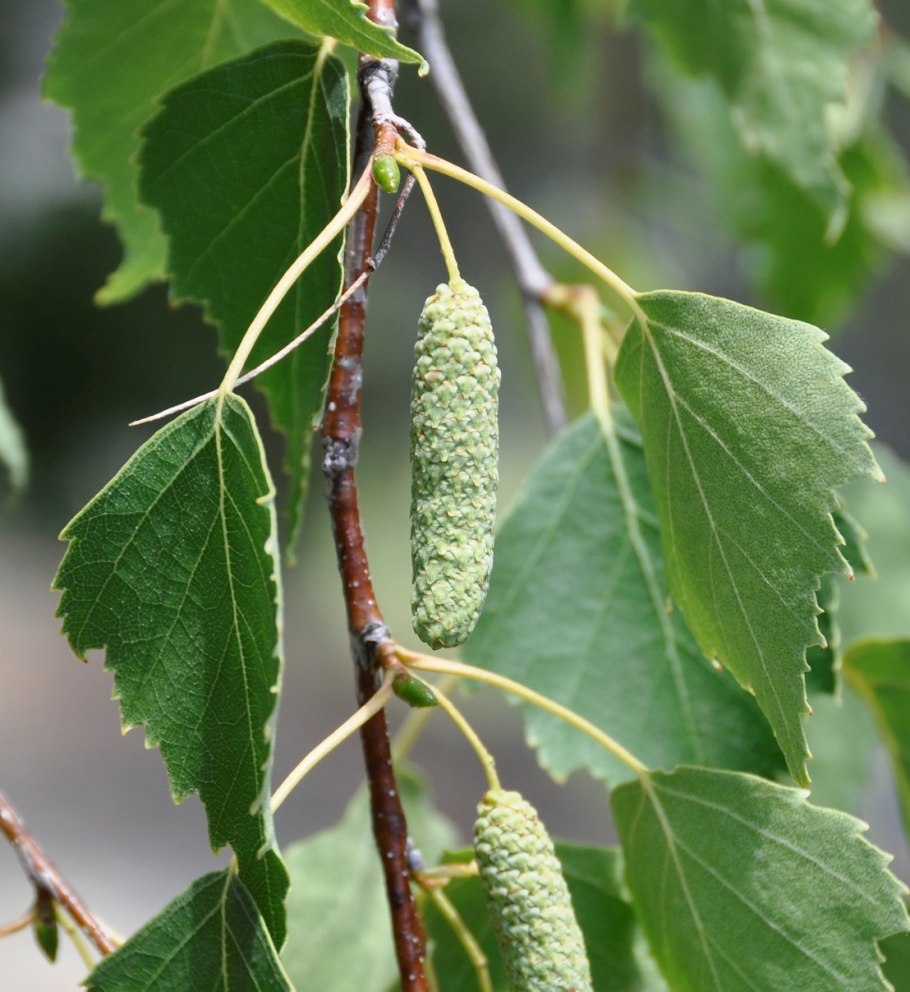 Betula pubescens листья