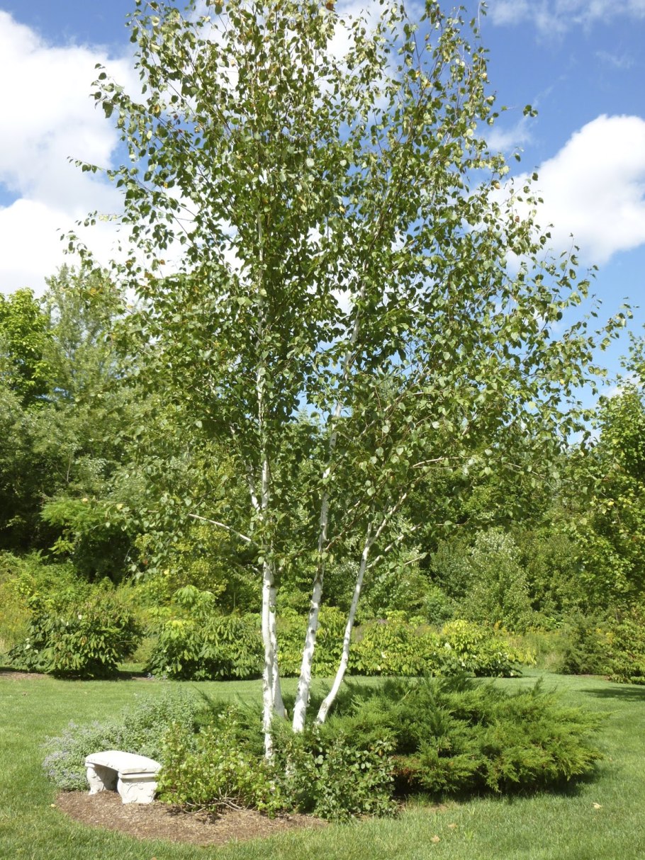 Береза пушистая Betula pubescens