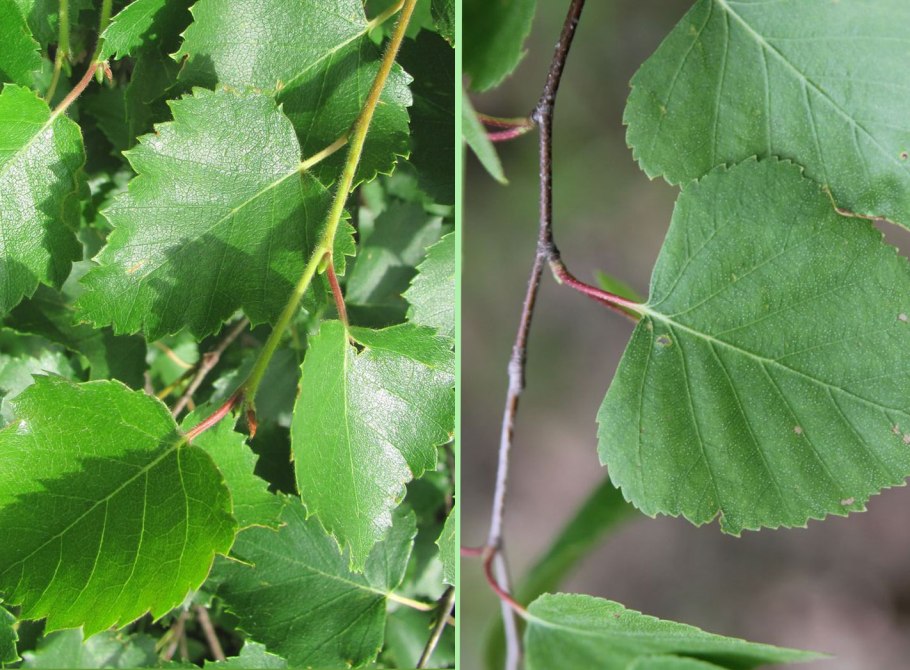 Береза пушистая Betula pubescens листья