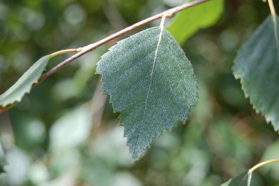 Береза пушистая Betula pubescens