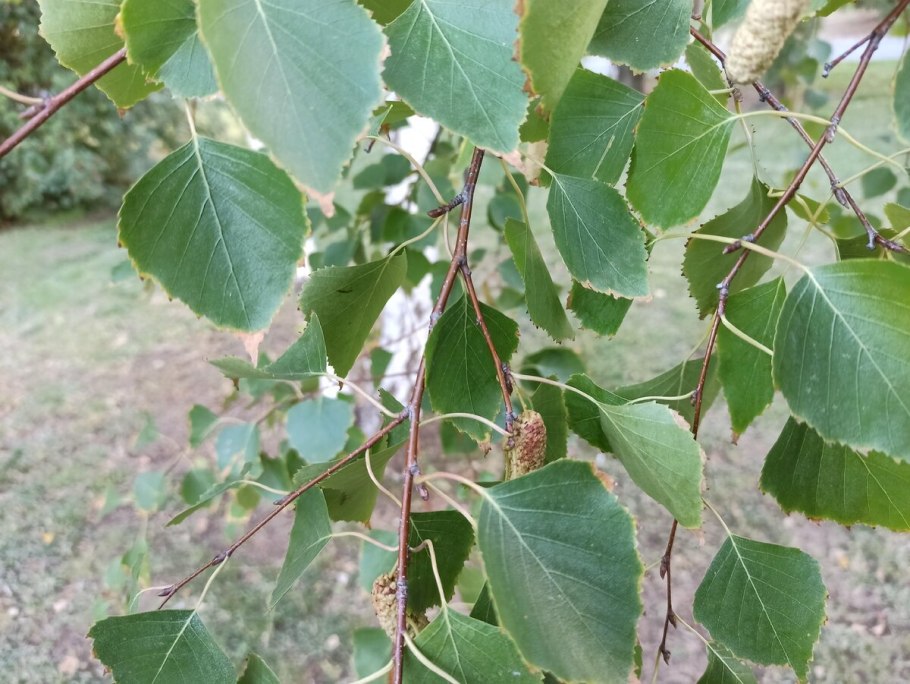 Береза плосколистная betula platyphylla