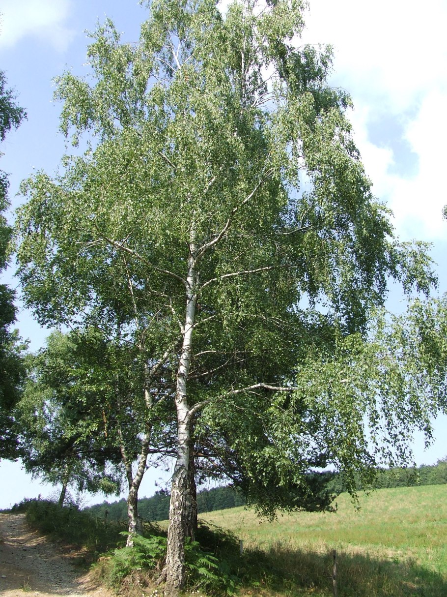 Береза повислая