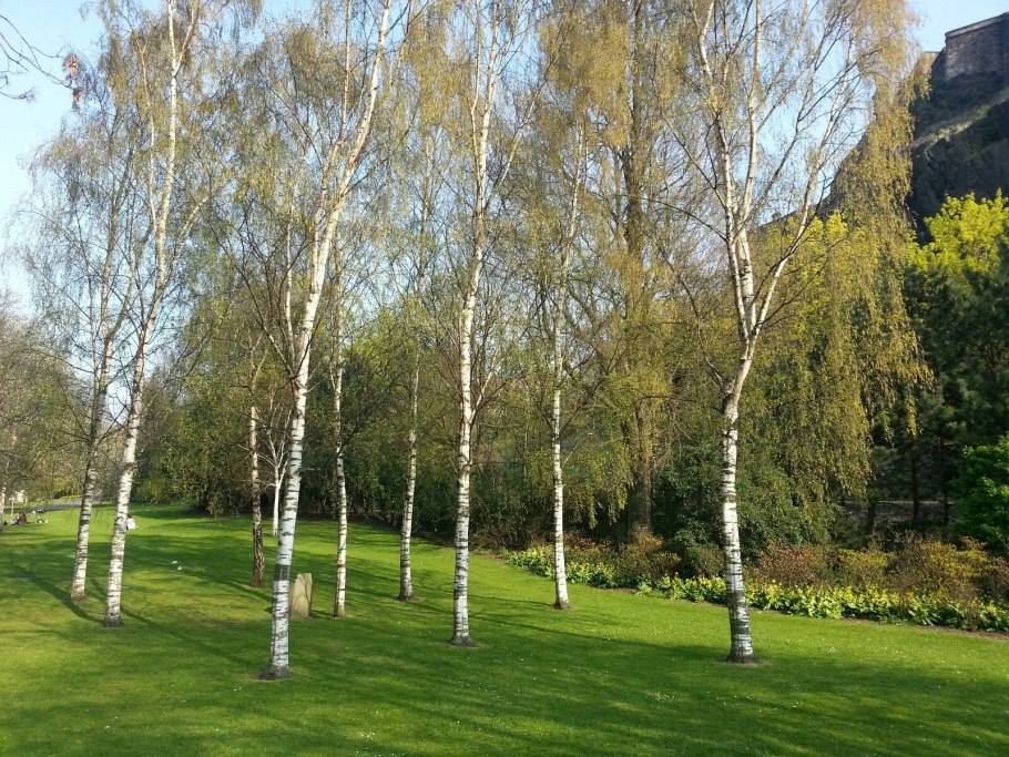 Береза повислая Betula pendula