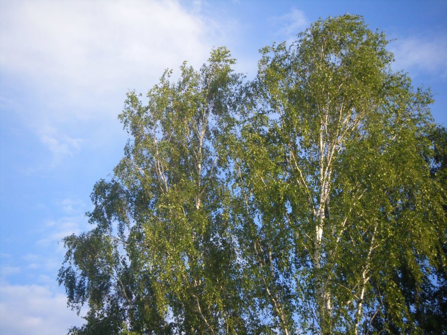 Береза пушистая Betula pubescens