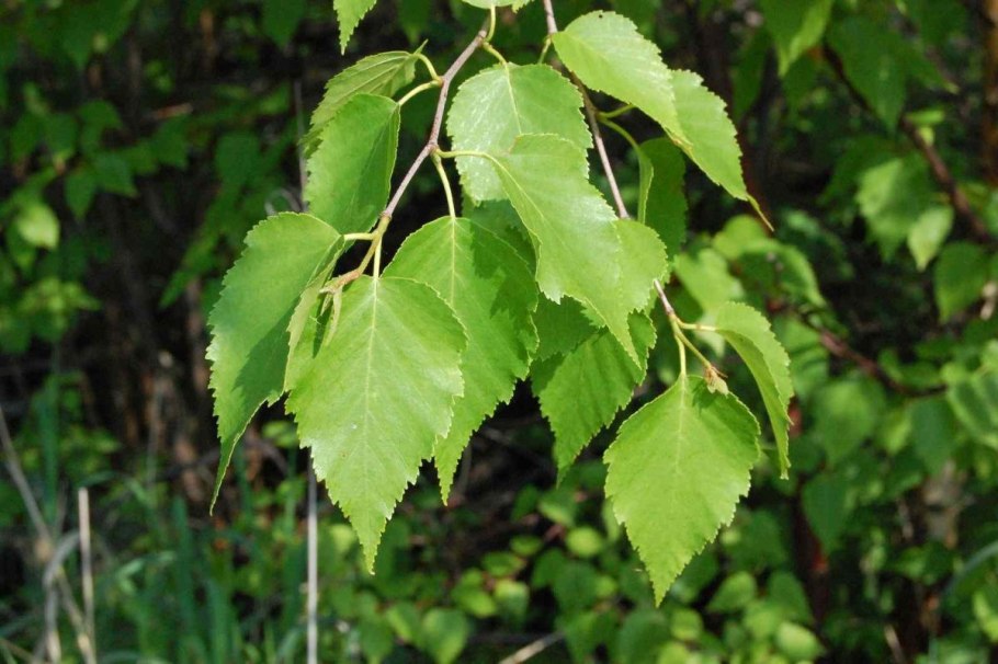 Береза пушистая Betula pubescens