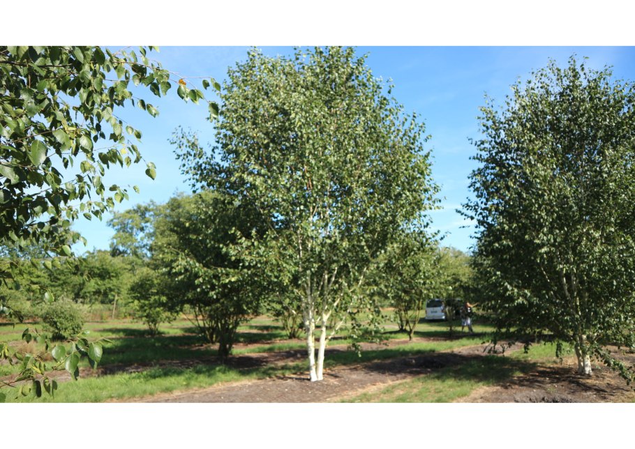 Береза пушистая betula pubescens