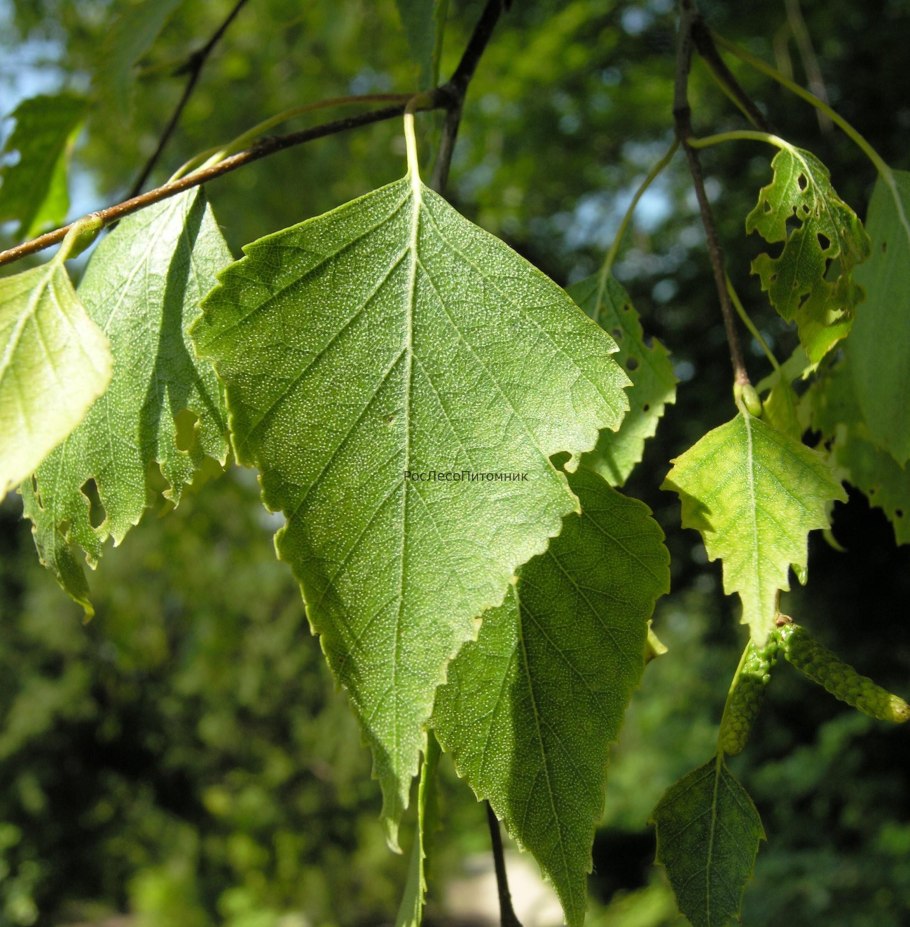 Береза пушистая Betula pubescens