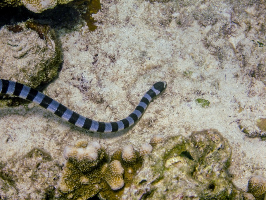 Дагга семена фото