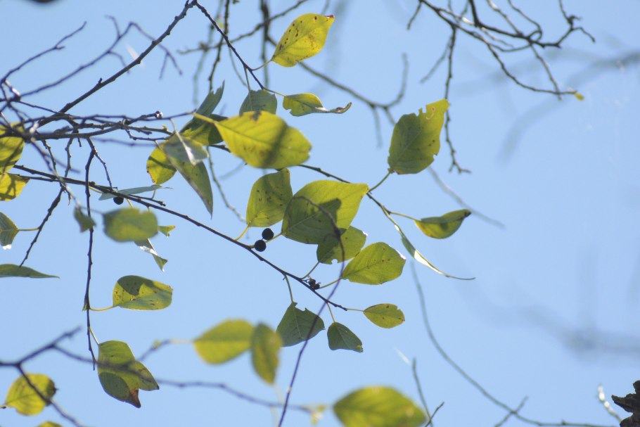 Колубрина азиатская