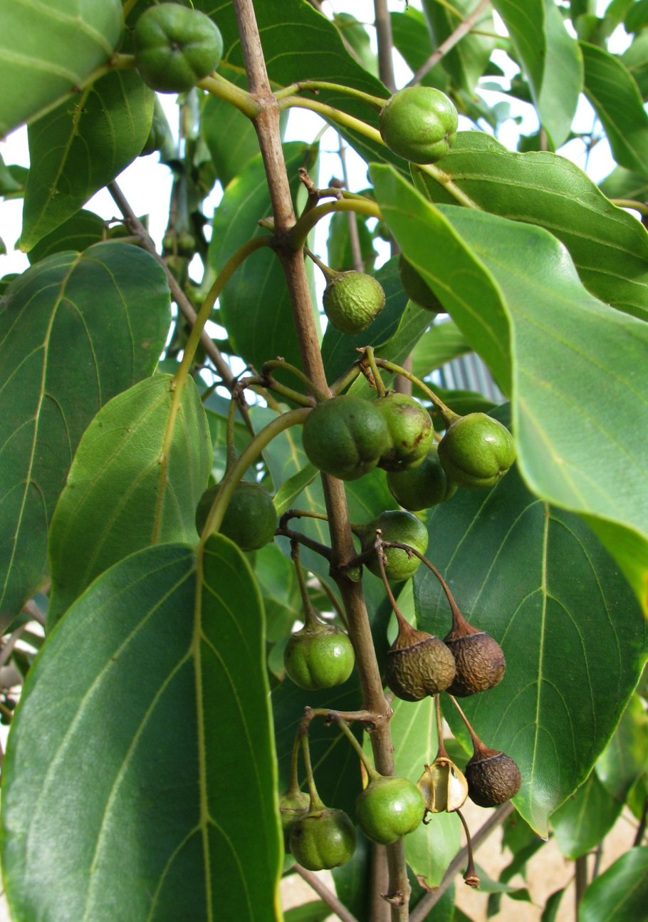 Colubrina Ellica Википедия