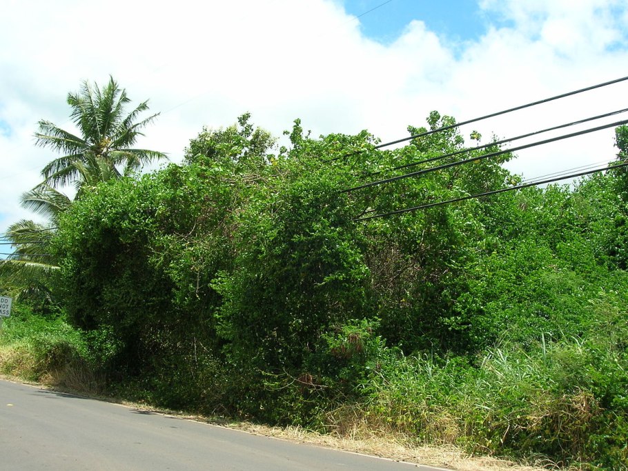 Anadenanthera colubrina