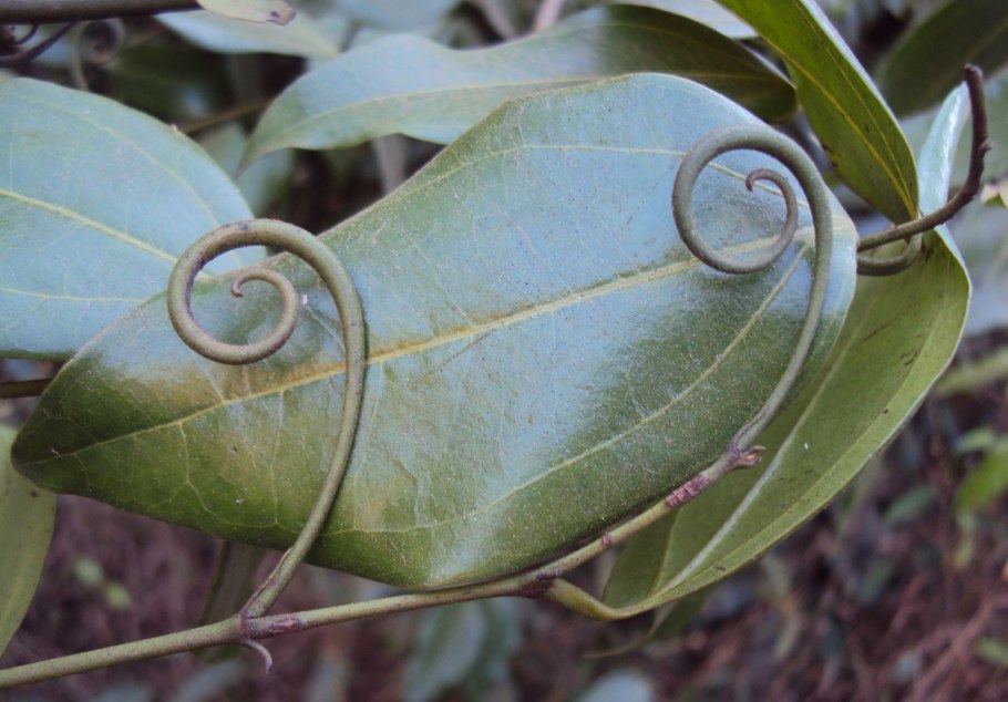 Whit Angico растение что это перевод