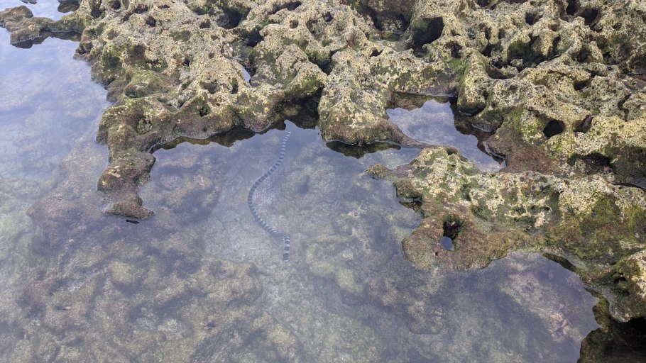 Джинни Уизли и Драко Малфой в на Слизерине