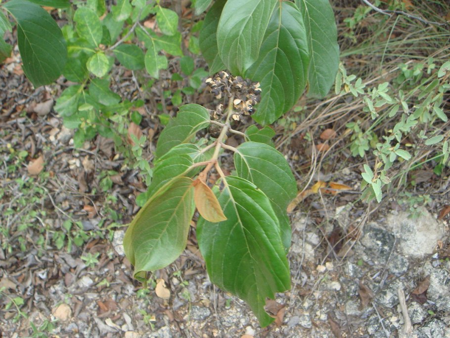 Семена йопо