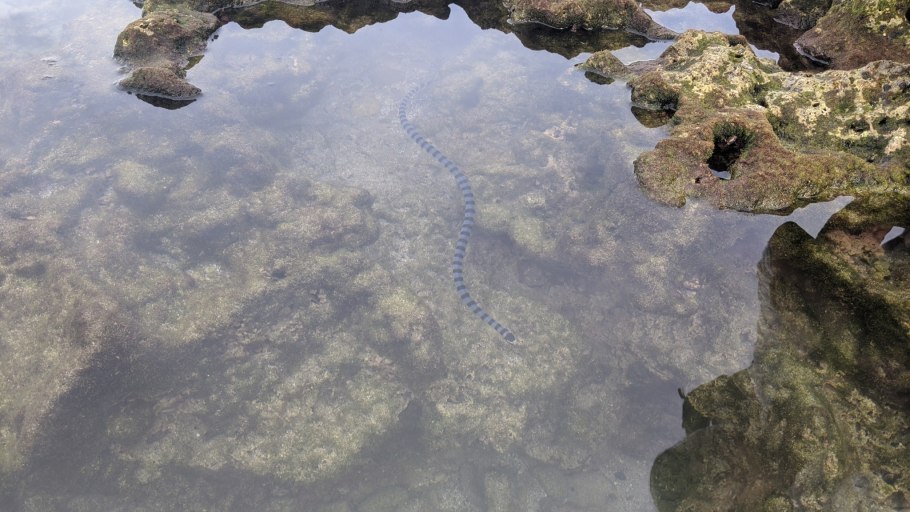 Aesthetic Magic creature Fade