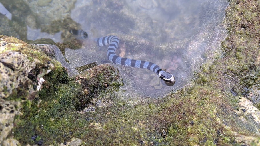 Морской Крайт змея