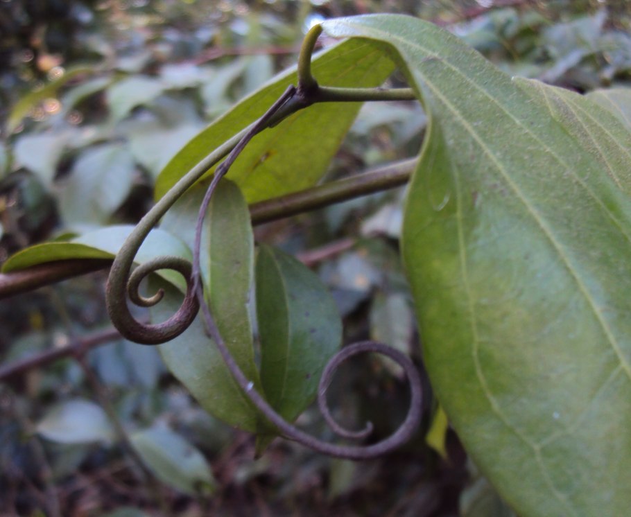 Strychnos Electri — 30 миллионов лет назад (Доминиканская Республика)