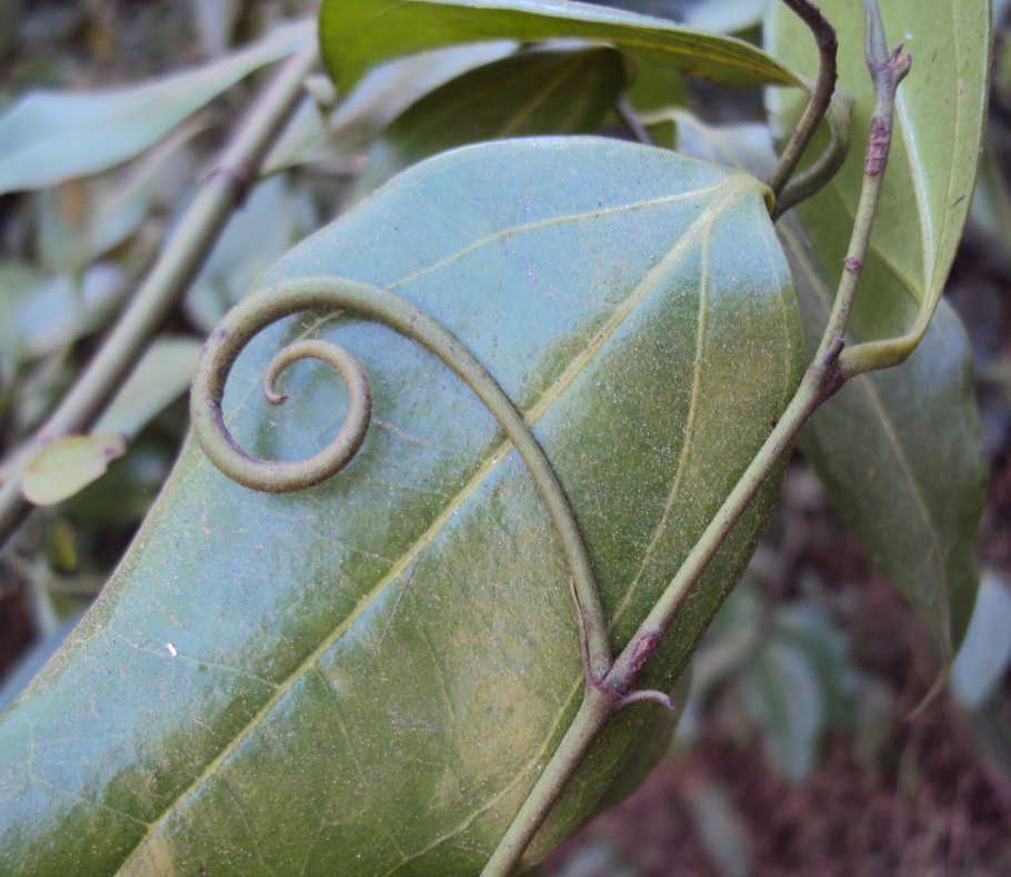 Anadenanthera colubrina