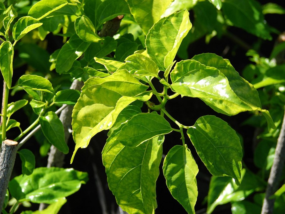 Колубрина азиатская