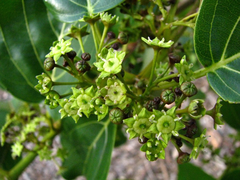 Колубрина азиатская